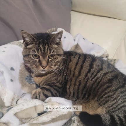 Photo de chat perdu à Anctoville Sur Boscq