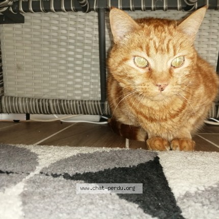 Photo 1/1 Chat trouvé Trouvé à Saint germain lembron