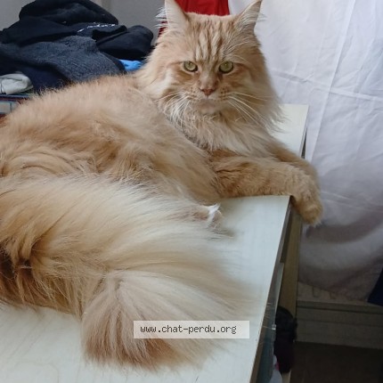 Photo 1/1 simba Chat perdu à Melun