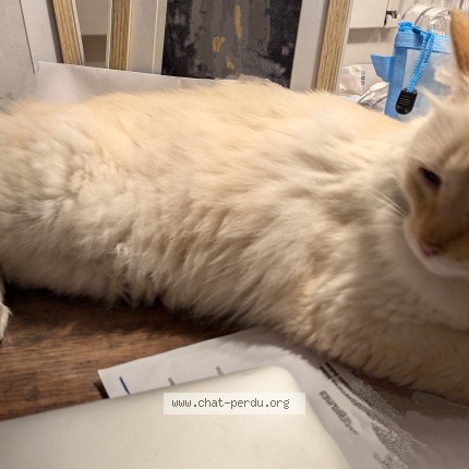 Photo de chat perdu à Arcangues