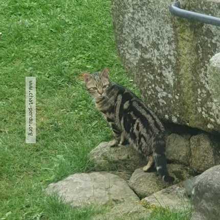 Photo de chat trouvé à La Chaulme