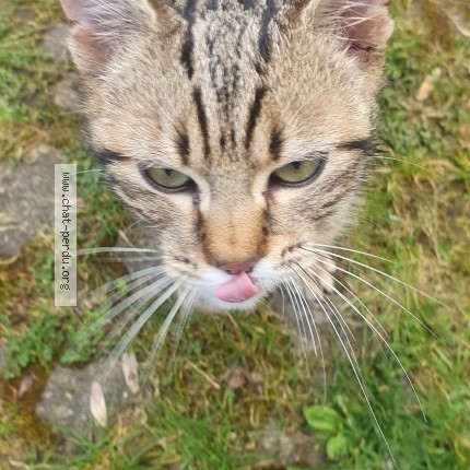 Photo 2/5 Chat trouvé Trouvé à La chaulme