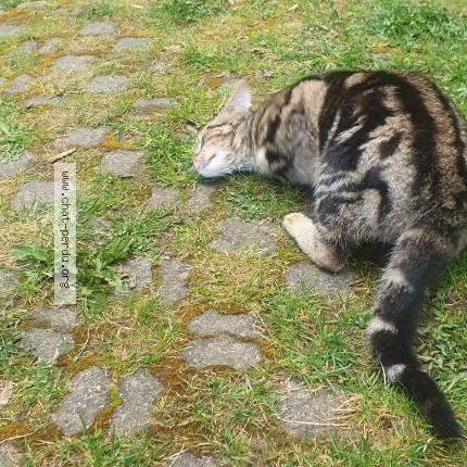 Photo 3/5 Chat trouvé Trouvé à La chaulme