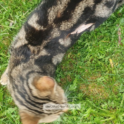 Photo 4/5 Chat trouvé Trouvé à La chaulme