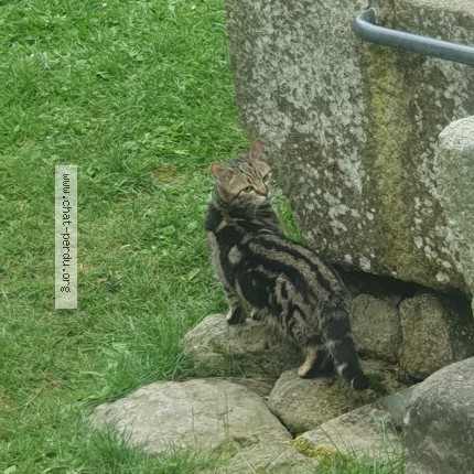 Photo 5/5 Chat trouvé Trouvé à La chaulme