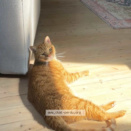 Photo de chat perdu à Le Vesinet