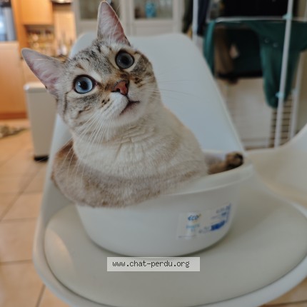 Photo de chat perdu à La Vraie Croix