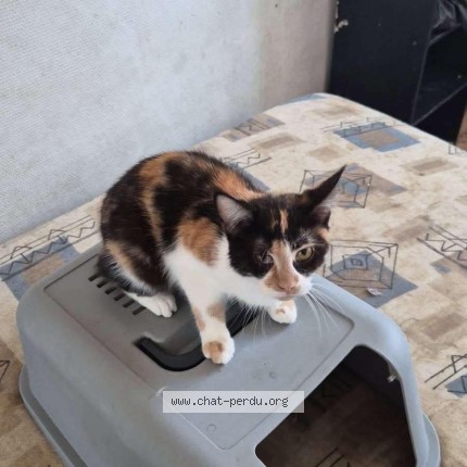 Photo de chat perdu à Marcq En Baroeul