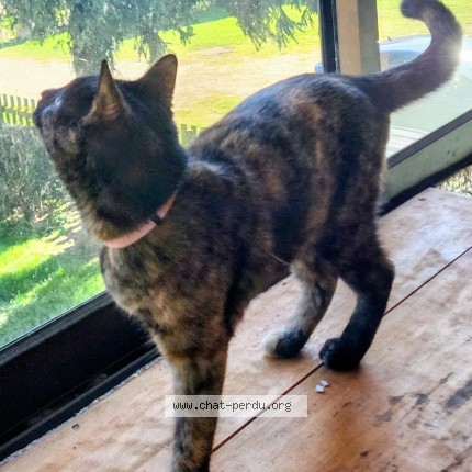 Photo de chat perdu à Aubenas