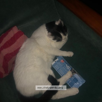 Photo de chat perdu à Bruges