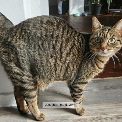 Photo de chat perdu à La Guiche