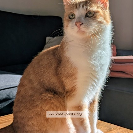 Photo de chat perdu à Talence