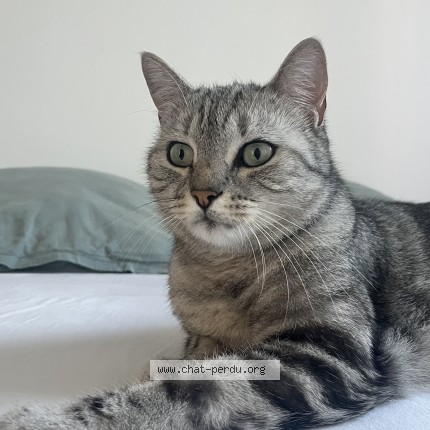 Photo 1/3 MIPMOUP Chat perdu à Dijon