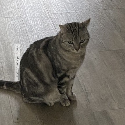 Photo 2/3 MIPMOUP Chat perdu à Dijon