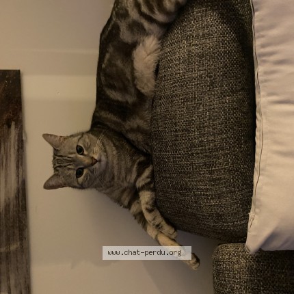 Photo 3/3 MIPMOUP Chat perdu à Dijon