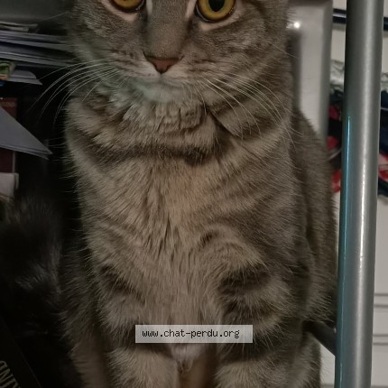 Photo de chat perdu à Saint Jean De Braye