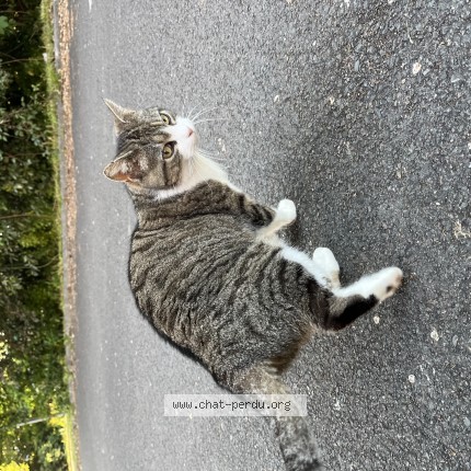 Photo de chat trouvé à Pessac