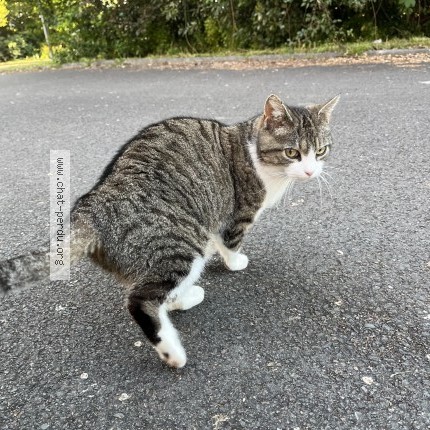 Photo 1/1 Chat trouvé Trouvé à Pessac