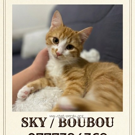 Photo de chat perdu à St Leger Les Vignes