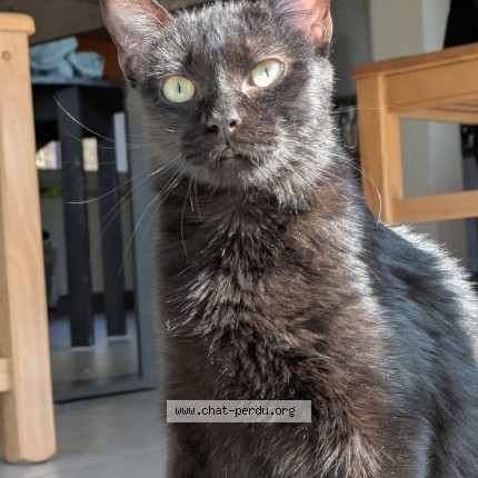 Photo de chat perdu à Job