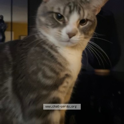 Photo de chat perdu à Saleux