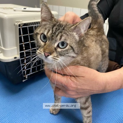 Photo de chat trouvé à Montauban