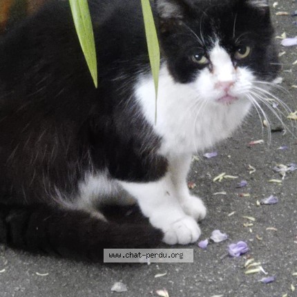 Photo de chat trouvé à Ales