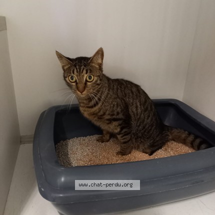 Photo de chat trouvé à Montauban