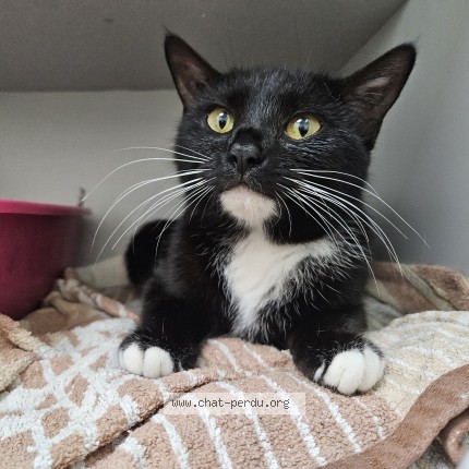 Photo 1/1 Chat trouvé Trouvé à Puget sur argens