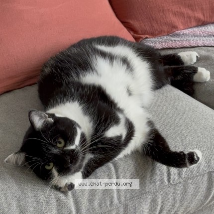 Photo de chat perdu à Croix