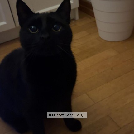 Photo de chat perdu à Illkirch Graffenstaden