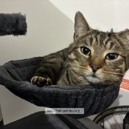 Photo de chat perdu à Bethune