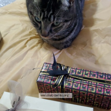 Photo de chat perdu à Gazeran