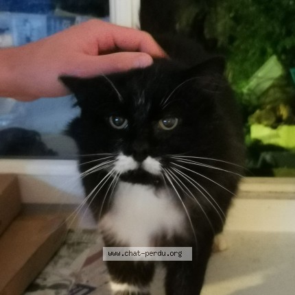 Photo 1/1 moustache Chat perdu à Limay