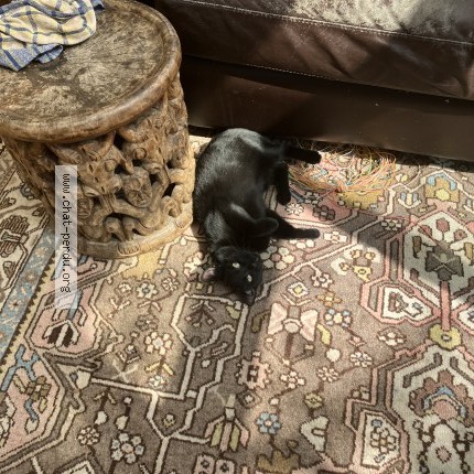 Photo de chat perdu à Argenteuil