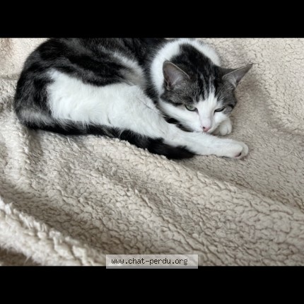 Photo de chat perdu à Gondecourt