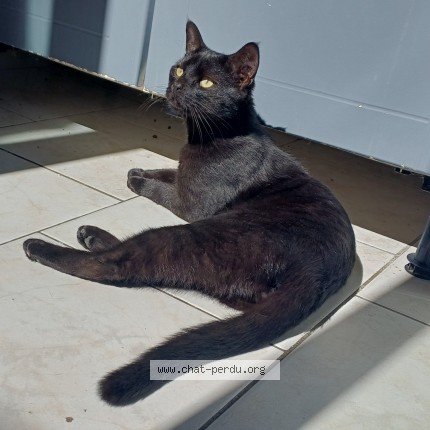 Photo de chat perdu à Lille