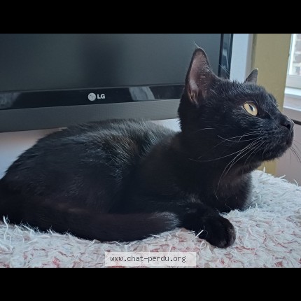 Photo 2/3 Luci Chat perdu à Lille