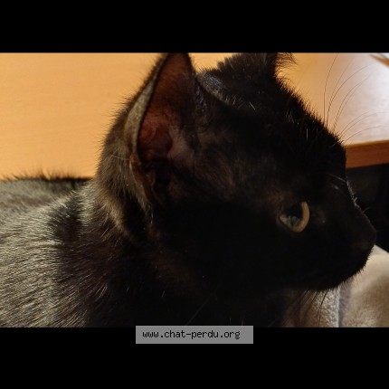 Photo 3/3 Luci Chat perdu à Lille