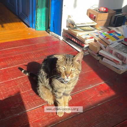 Photo 1/1 Yugi Chat perdu à Sandillon