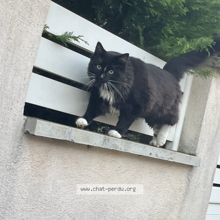 Photo 1/1 Patoune Chat perdu à Corbas