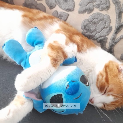 Photo de chat perdu à Saint Leonard