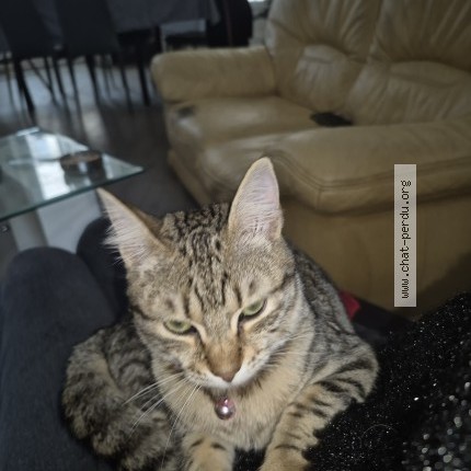 Photo de chat perdu à Juan Les Pins