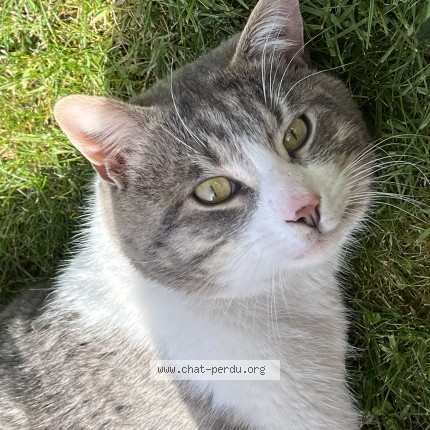 Photo 1/4 Chat trouvé Trouvé à Beauchamp