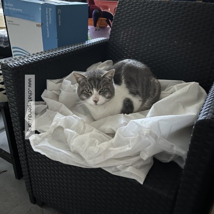 Photo 2/4 Chat trouvé Trouvé à Beauchamp