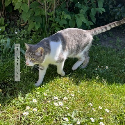 Photo 3/4 Chat trouvé Trouvé à Beauchamp