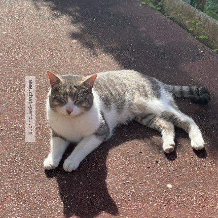 Photo 4/4 Chat trouvé Trouvé à Beauchamp