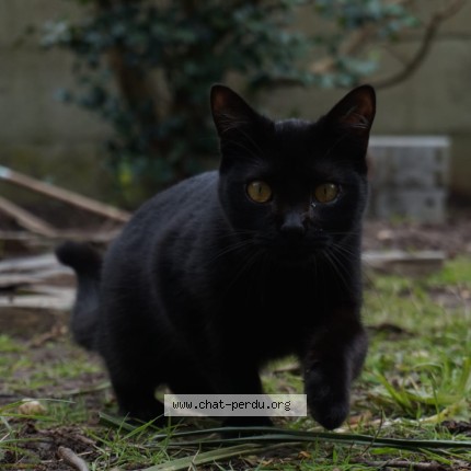 Photo 1/1 An'noz Chat perdu à Brest