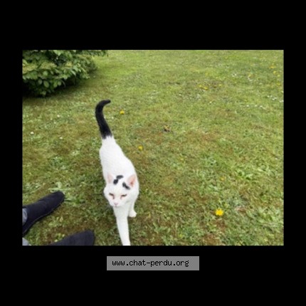 Photo 1/1 Chat trouvé Trouvé à La norville