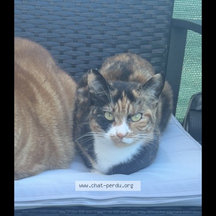 Photo 1/1 léa Chat perdu à Bruyeres le chatel